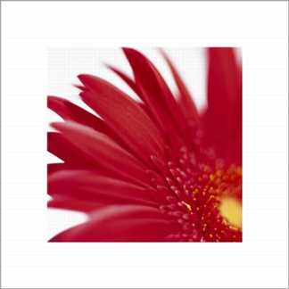 Gerbera Bright Red on White