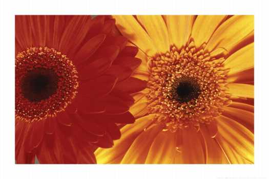 Gerbera Daisies $4.00 min 3. Add to Cart