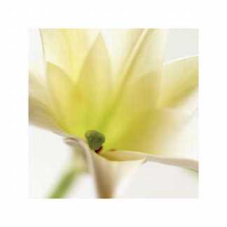 White Lily