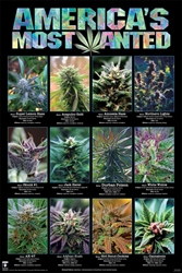 Americas Most Wanted pot, marijuana, weed, cannabis