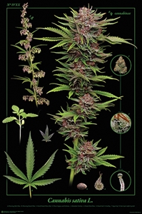 Cannabis Anatomy weed, pot, reefer, marijuana, cannabis