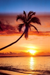 Sunset Palm 