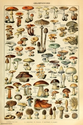 Champignon-Pour Tous 